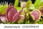 Close up Venus Flytrap plant on white background(Blured)