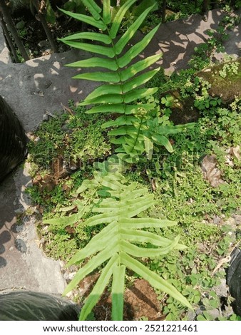 a close up to vern leaves 