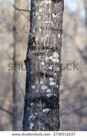 Close up vertical image of tree bark from a Sugar Maple (acer saccharum) during winter