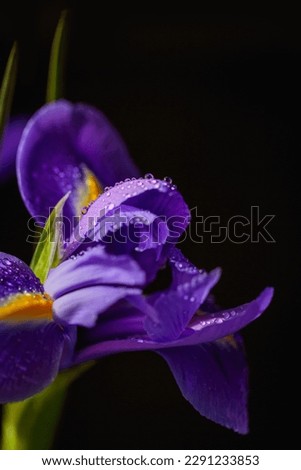 Close up vertical photo of iris flower with macro detail. Beautiful purple flower with water drops on petals on black blurred background. Shallow depth of field