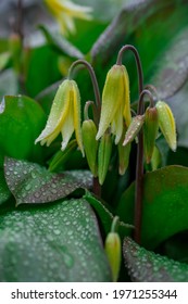 Close Up Very Rare Yellow  Erythronium Pagoda Flowers 