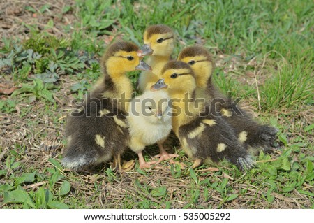 Similar – Image, Stock Photo Baby Muscovy ducklings Cairina moschata