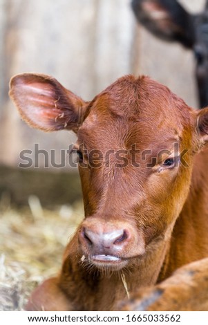 Similar – Foto Bild Junges Kalb auf der Alm