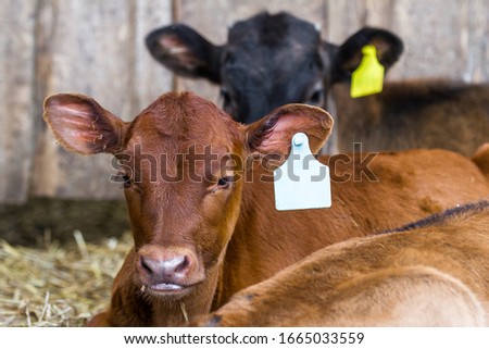 Similar – Foto Bild Junges Kalb auf der Alm