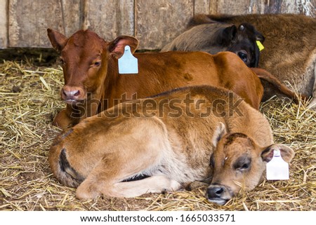 Similar – Foto Bild Junges Kalb auf der Alm