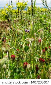 A Close Up Of Vetch, Oats And Clover As A Cover Crop Between Vineyard Rows, Spring Vines Leafing Out In The Background.