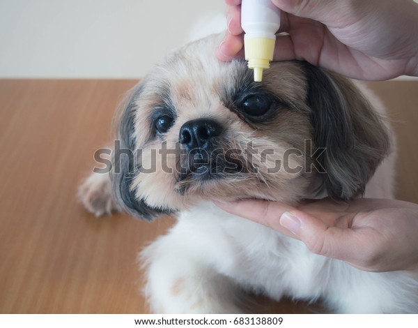 eye drops for shih tzu