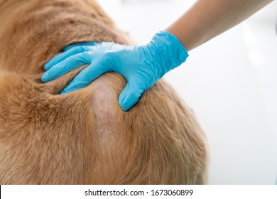 Close Up Of Veterinarian's Hands Exam The Dog Skin Problem, Concept Of Healthcare, Medical And Skin Disease In Pet Animal.