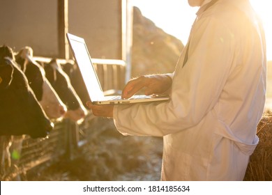 Close Up Of Veterinarian's Hands Typing On Laptop On Dairy Farm With Holstein Cows In Background At Sunset