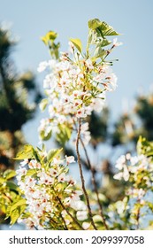 Close Up Of Vibrant Apple Tree Blossom In Sunny Orchard. In New Zealand Spring 