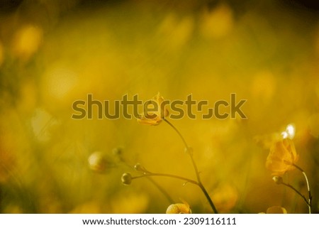 Similar – Image, Stock Photo Meadow in the morning light