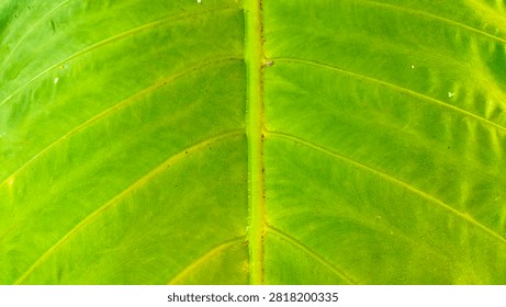Close up of vibrant green leaf texture showing intricate veins and natural patterns