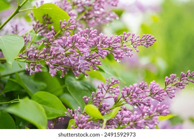 Close up of vibrant lilac flowers with water droplets on natural background. - Powered by Shutterstock