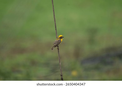 Close up of a vibrant yellow and brown Baya weaver bird perched on a iron line against a lush green blurred background.