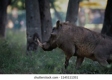 Close To Victoria Falls Town An Adult Warthog Tries To Find A Place To Relax For The Evening