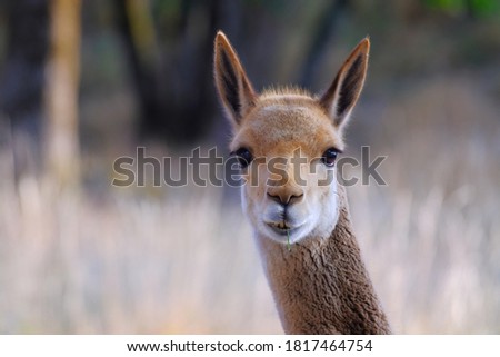 Close up of a vicuna