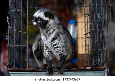 Close Up Of Vietnamese Captive Civet Cat Sitting In A Cage