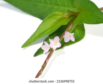 Close up Vietnamese coriander plant on white background. (Scientific name Polygonum odoratum Lour.) - Shutterstock ID 2136998755