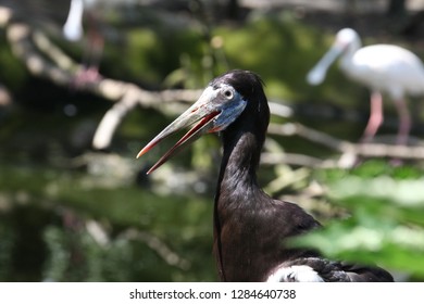 Close View Of Abdims Stork