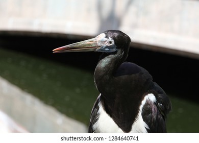 Close View Of Abdims Stork