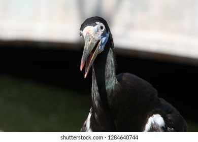 Close View Of Abdims Stork