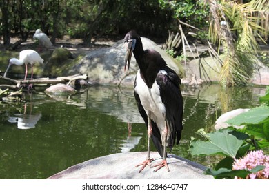 Close View Of Abdims Stork