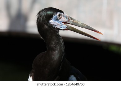 Close View Of Abdims Stork