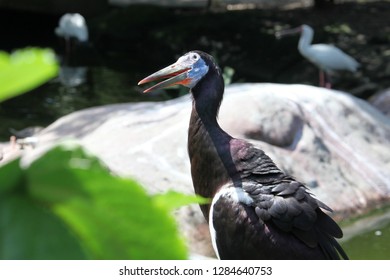 Close View Of Abdims Stork