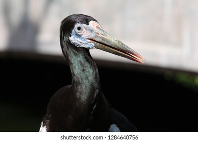 Close View Of Abdims Stork