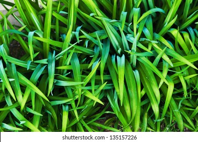 A Close View From Above On High Green Grass