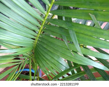 Close View Of Acacia Plant Air Purifier Plant  Leaves 