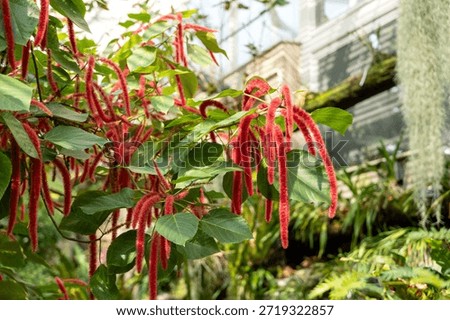 Close up view of Acalypha hispida, red Chenille plant with long red fuzzy flowers.