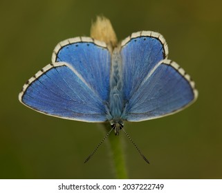 Close Up View Of Adonis Blue Butterfly