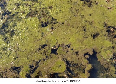 Up Close View Of An Algal Bloom