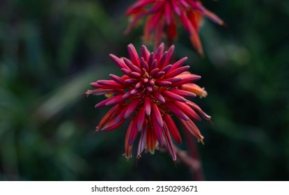 Close view of a aloe arborescens flower head in the garden. It is a species of flowering succulent perennial plant that belongs to the genus Aloe.