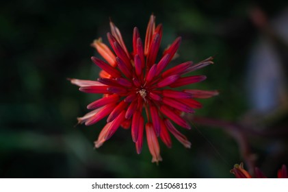 Close view of a aloe arborescens flower head in garden. It is a species of flowering succulent perennial plant that belongs to the genus Aloe