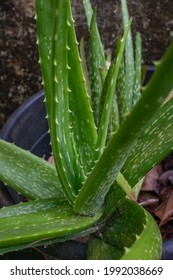 A Close View Of Aloe Vera Plant With Blurred Background, Barbados Aloe