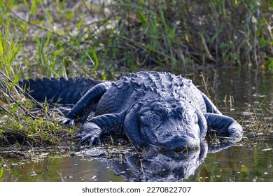 Close view of an American alligator, seen in the wild in the Everglades