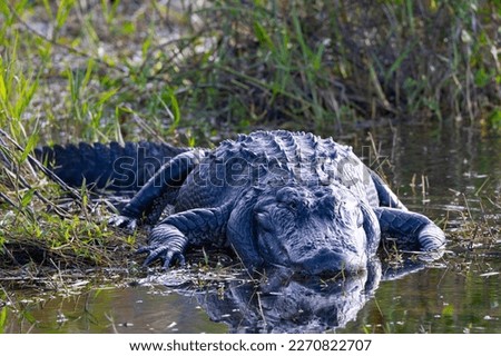 Close view of an American alligator, seen in the wild in the Everglades