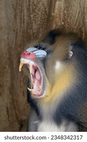 Close view of angry Mandrill monkey with sharp teeth with tree background, Mandrillus sphinx