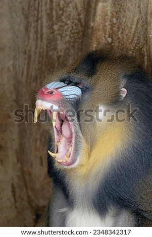 Close view of angry Mandrill monkey with sharp teeth with tree background, Mandrillus sphinx