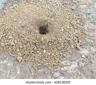 661 Ants Burrow Images, Stock Photos & Vectors | Shutterstock