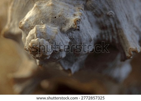 CLOSE VIEW OF APEX OF EMPTY MUREX SHELL