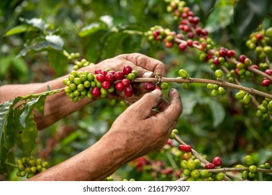 A close up view of a arabica coffee farmer's hands picking ripened beans of a plant on his farm in Manizales ,  Colombia, South America