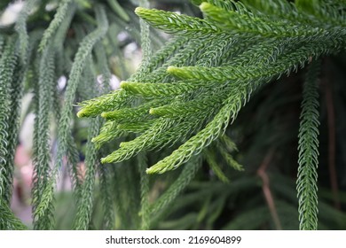 Close Up View Of Araucaria Heterophylla Norfolk Island Pine Branches 