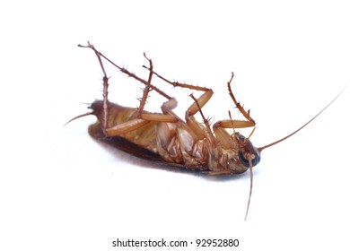 Close Up View Of Asian Cockroach On White Background.