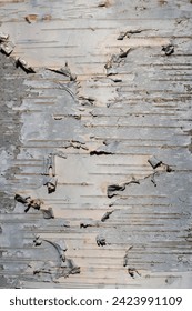Close up view of Aspen tree trunk for natural background use