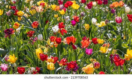 Close Up View Of Assorted Colorful Tulip Flower Bed In Holland, Michigan, Selective Focus