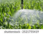 Close up view of an automatic watering system on a corn field. Equipment for industrial irrigation.  Sustainable agriculture concept.	