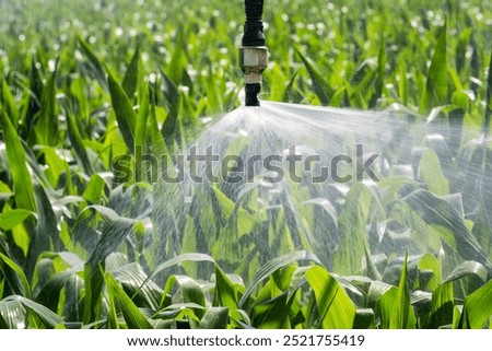 Close up view of an automatic watering system on a corn field. Equipment for industrial irrigation.  Sustainable agriculture concept.	